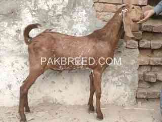 laal-makhi-cheena-bakra-for-sale-in-bahawalnagar