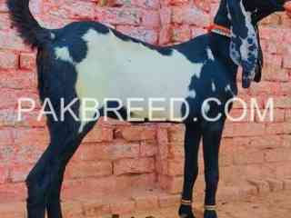 quality-beetal-patha-for-sale-2k25-qurbani