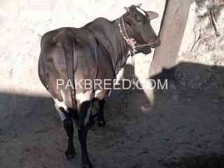 friesen-cow-for-sale-in-talagang