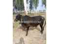 2-dant-bull-is-available-for-sale-in-bhakkar-small-2