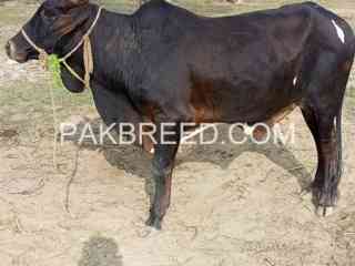 2-dant-bull-is-available-for-sale-in-bhakkar