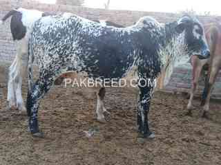 cholstani-cros-bull-for-sale-in-chichawatni