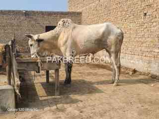 bull-for-sale-in-burewala