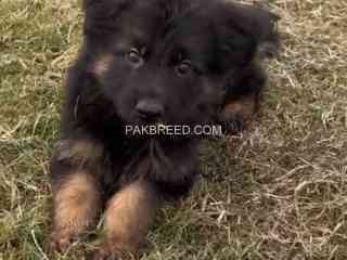 german-shepherd-puppies-german-shepherd-dog-gsd-puppy