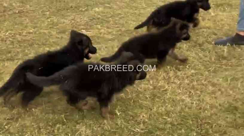 german-shepherd-puppies-german-shepherd-dog-gsd-puppy-big-1