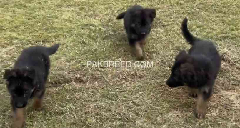 german-shepherd-puppies-german-shepherd-dog-gsd-puppy-big-2