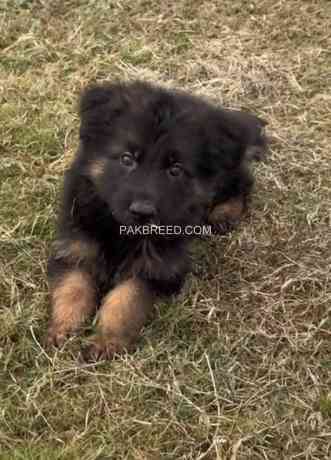 german-shepherd-puppies-german-shepherd-dog-gsd-puppy-big-4