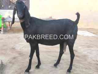 black-ghabn-goat-for-sale-in-chishtian