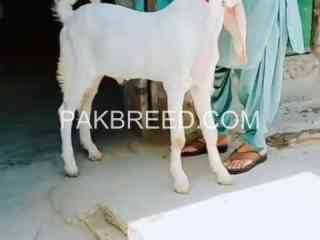 quality-bakra-for-sale-qurbani-janwor-2025