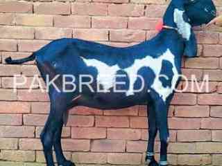 supreme-quality-goat-for-sale-in-multan