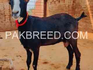 quality-teedy-ghabn-bakri-for-sale-in-multan