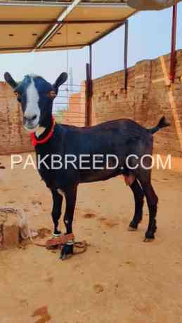 quality-teedy-ghabn-bakri-for-sale-in-multan-big-0