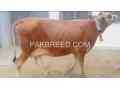 jersey-cow-for-sale-in-gondal-small-0