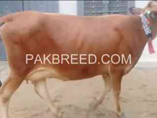 jersey-cow-for-sale-in-gondal