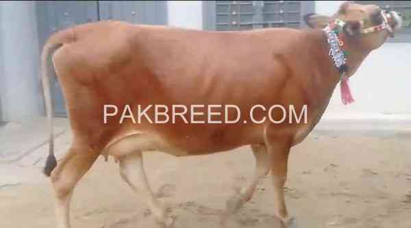 jersey-cow-for-sale-in-gondal-big-0