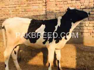 14-month-bachri-for-sale-in-bahawalpur