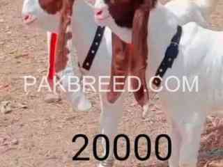 top-quality-bakry-for-sale-qurbani2025