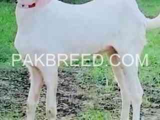 2025-qurbani-bakry-for-sale