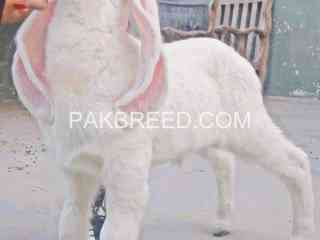 pure-gulabi-larkana-kid-for-sale