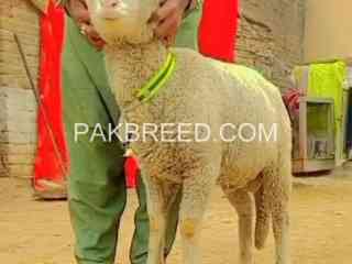 full-gulabi-longtail-marino-male-for-sale-in-karachi