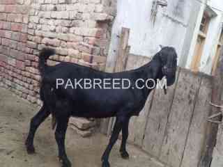 ghabn-bakri-for-sale