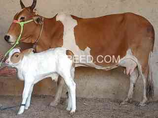 cholistani-ablack-cow-with-gulabi-bafchra-for-sale