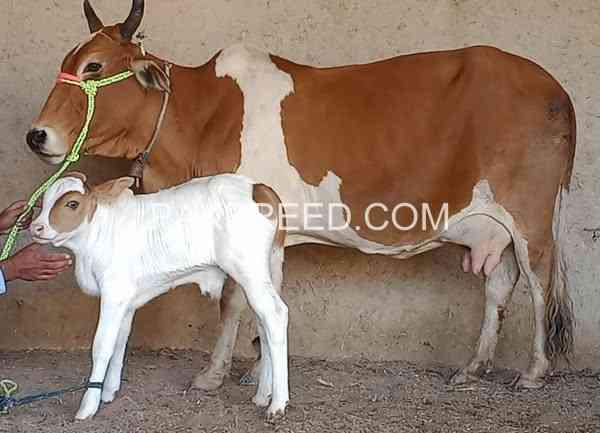 cholistani-ablack-cow-with-gulabi-bafchra-for-sale-big-0