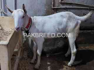 qurbani-jnwr-for-sale-in-karachi