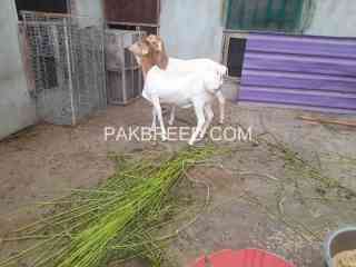 male-female-for-sale-in-nazimabad-karachi