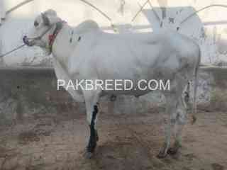 qurbani-jnwr-for-sale-in-sari-almgir