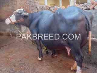 buffalo-for-sale-in-jhelum