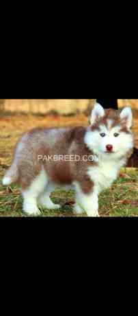 husky-puppies-big-1