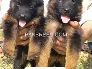 german-shepherd