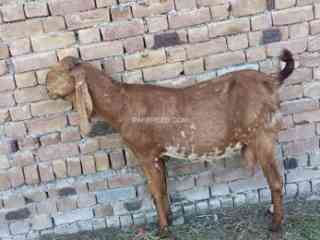 ghabn-bakri-for-sale-in-char-sada-purana-bazar