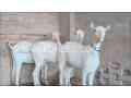 3-pregnant-goats-for-sale-small-1