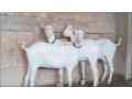 3-pregnant-goats-for-sale-small-0