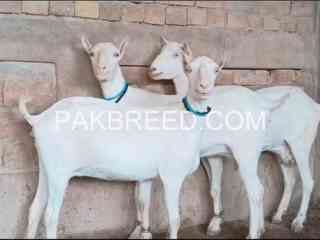 3-pregnant-goats-for-sale