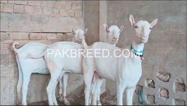 3-pregnant-goats-for-sale-big-1