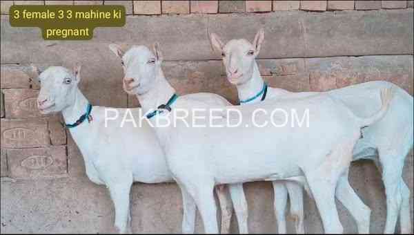 3-pregnant-goats-for-sale-big-2