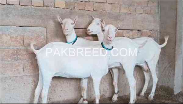 3-pregnant-goats-for-sale-big-0