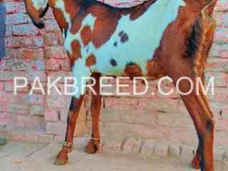 top-quality-nagra-beetal-ghabn-bakri-for-sale-in-multan