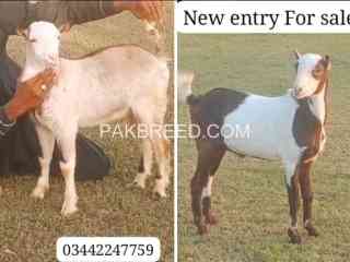 new-entry-qurbani-bakry-for-sale