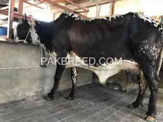 pure-cholistani-cow-1st-timer-with-bachra-for-sale