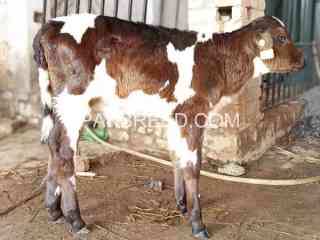 calf-starter-for-sale