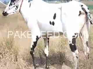 calf-for-sale-in-karachi