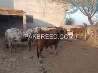 bachrey-for-sell-qurbani-2025-in-pasrur-sialkot