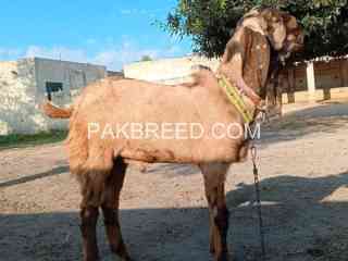 beetal-bakra-for-sale