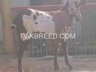 bakri-for-sale-in-peshawar