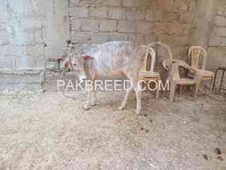 qurbani-2025-ki-bachiya-available-ha