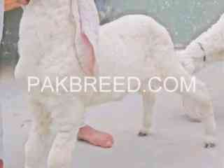 pure-gulabi-larkana-kids-for-sale-in-karachi